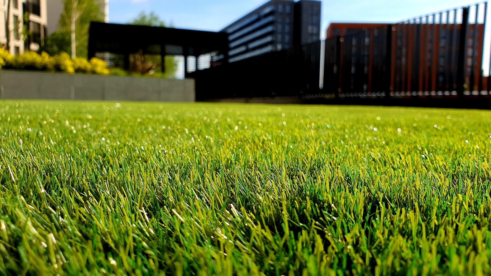 Close-up of lush green grass